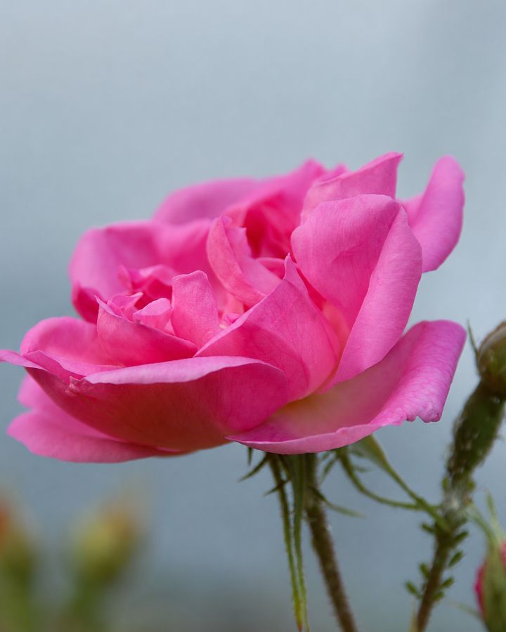 Rose Water - Görsel 3