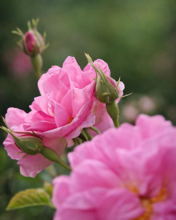Revitalizing Rose - Görsel 2